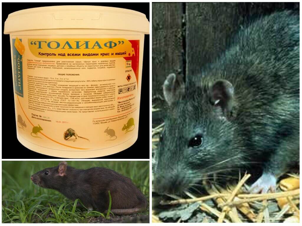 Как избавиться от мышей на участке. Средство для травли крыс. Препараты для борьбы с крысами.