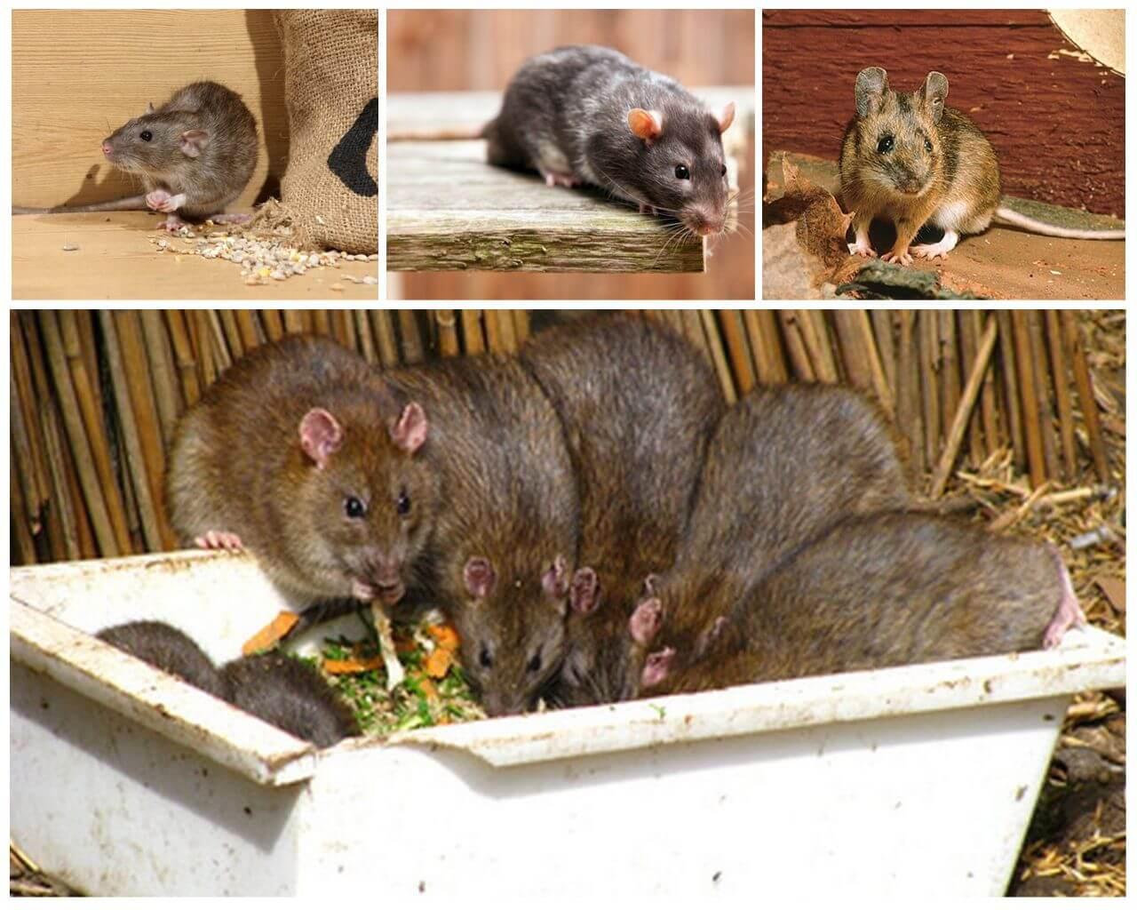 Как отличить мышь. Различие между крысой и мышью. Мышь и крыса. Мышь и крыса разница. Мышь от крысенка.