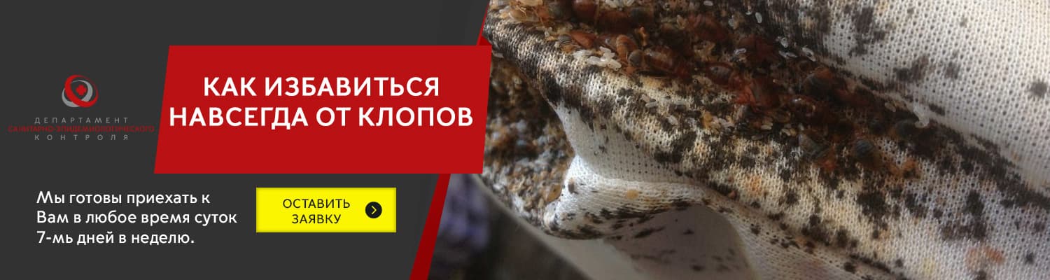 Как избавить от клопов. Клопы в квартире как избавиться навсегда. заговор на избавление от клопов. как избавиться от клопов в квартире самостоятельно и навсегда.