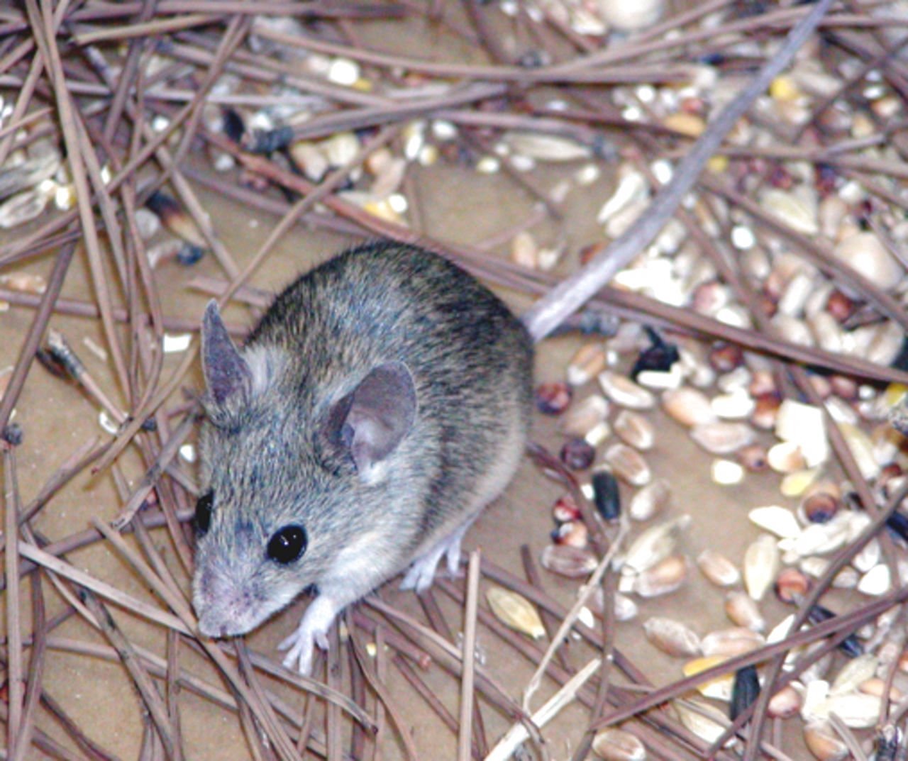 Звуки крыс и мышей слушать. Мышь. Домовая мышь. Виды мышей. Пищание мыши.