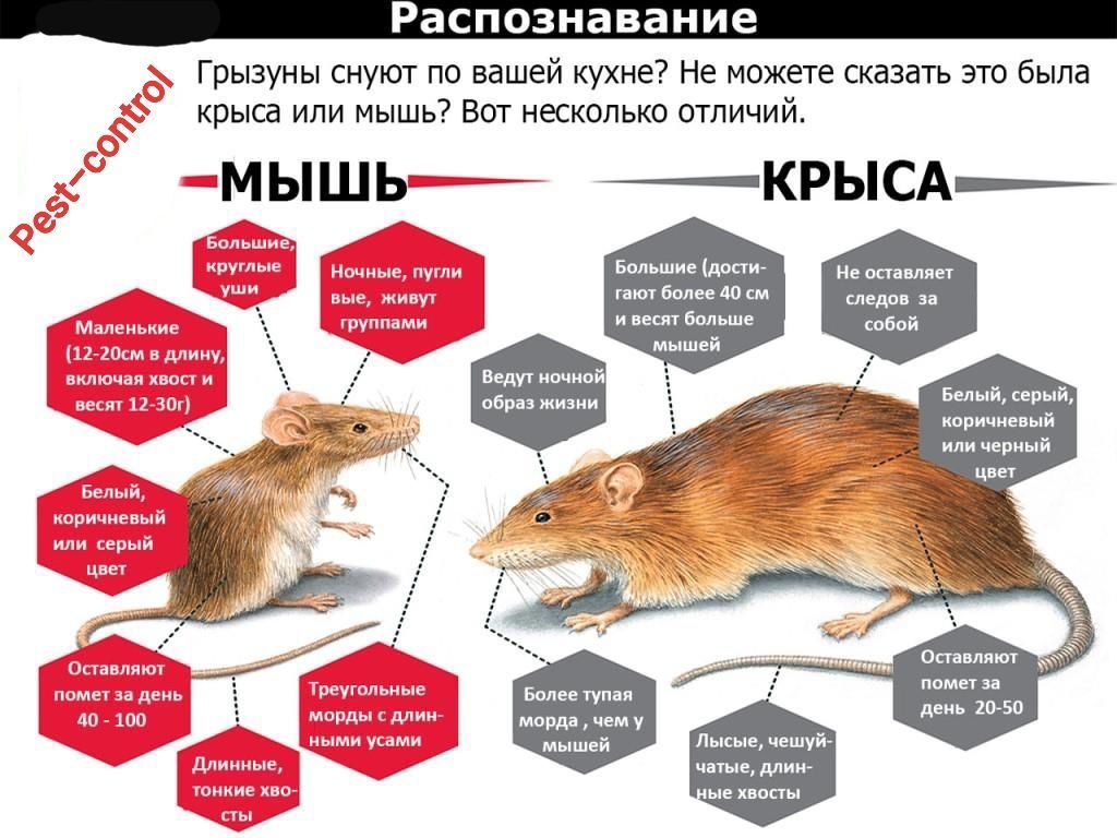 Какие типы мышей