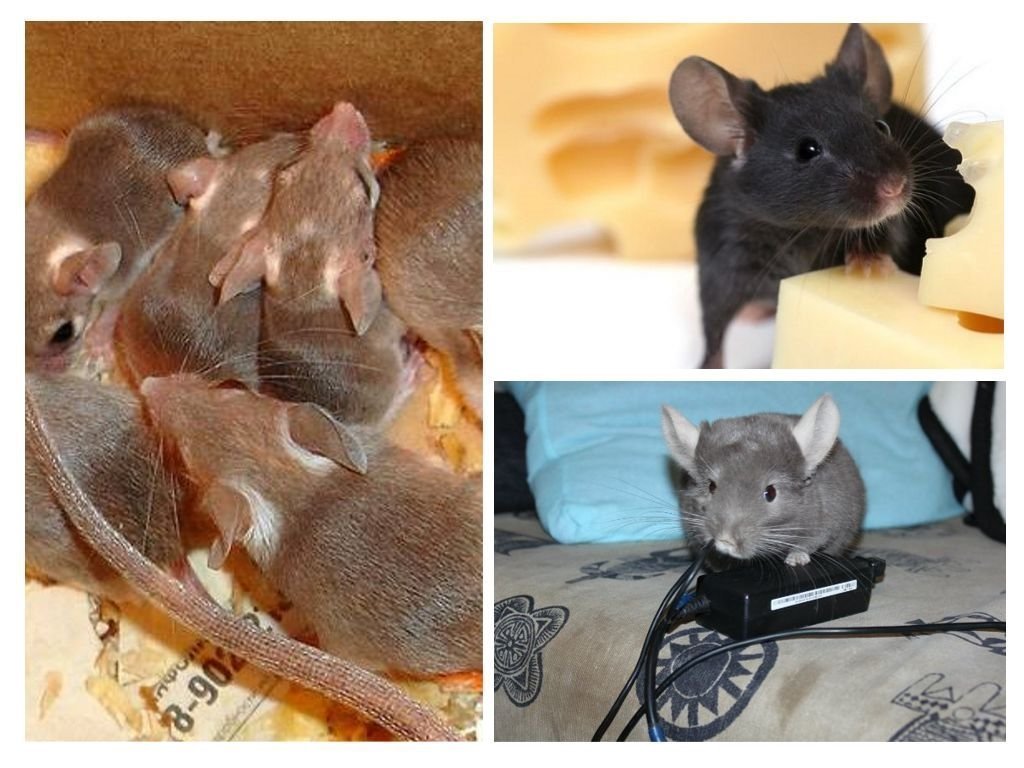 Как отличить мышь. Отличие мышонка от крысенка. Отличие мыши от крысы. Мышь и крысенок отличия. Маленькие мышата и крысята отличия.