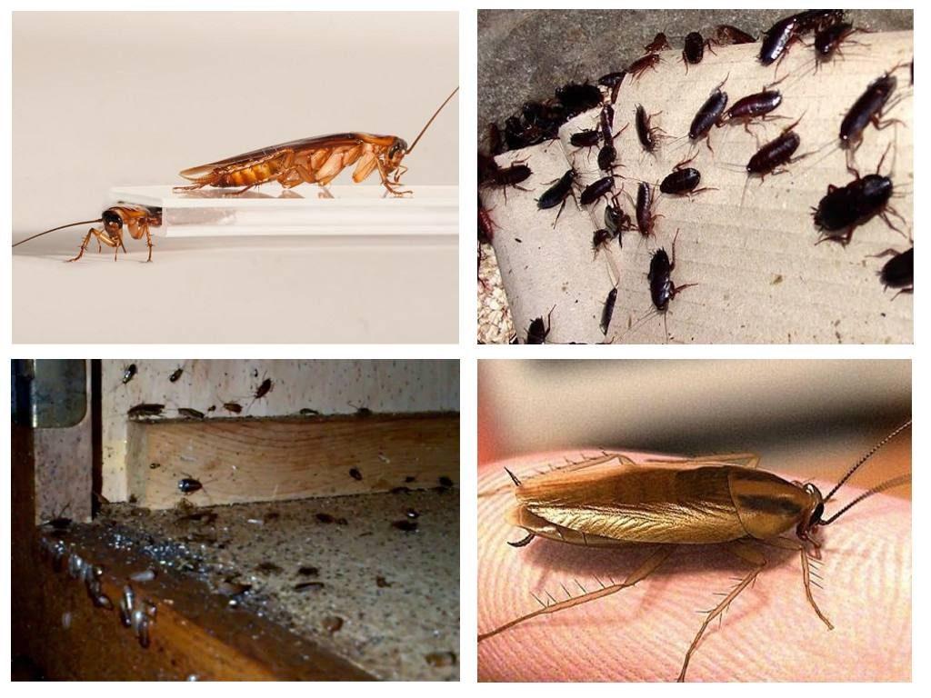 Домашние насекомые разводит человек