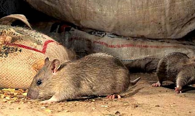 Как избавиться от крыс? цены