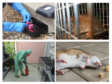 услуги по уничтожению крыс