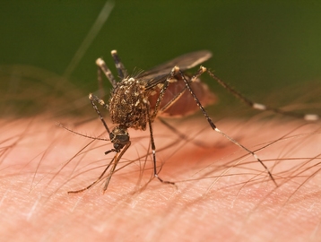 как отпугивать комаров от участка
