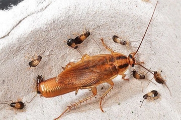 уничтожение тараканов дома