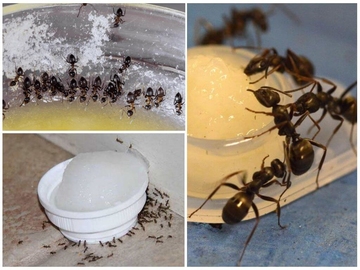 уничтожение муравьев