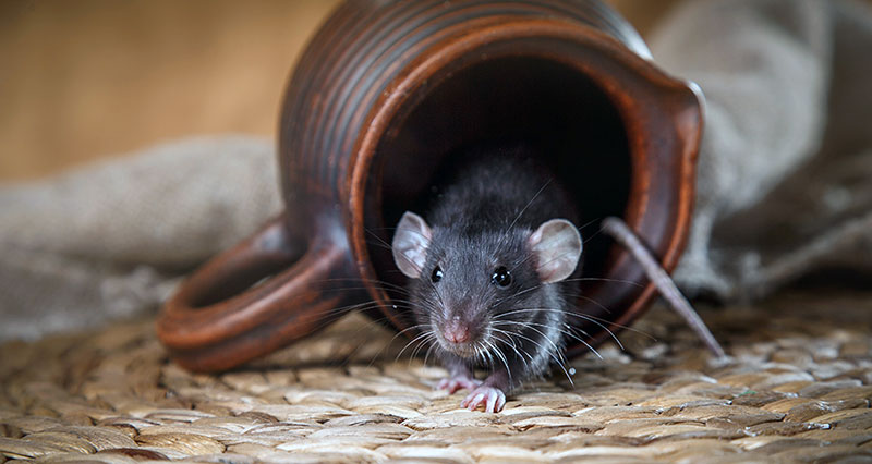 как избавиться от мышей в квартире