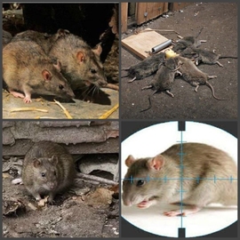 обработка от мышей и крыс