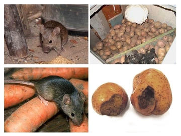 уничтожение мышей крыс