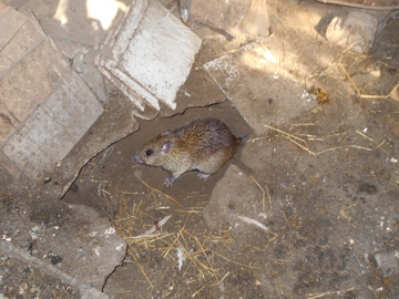 уничтожение мышей крыс