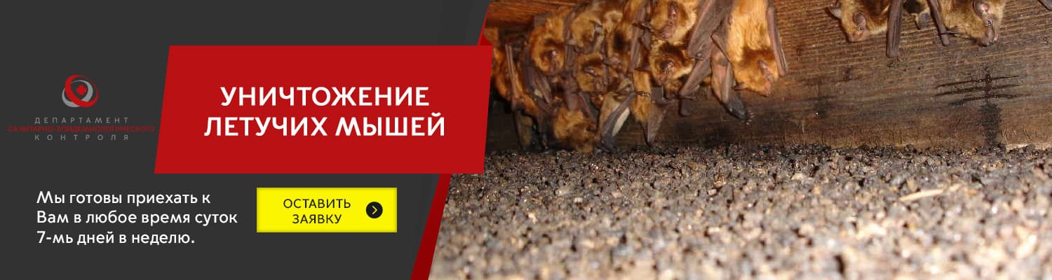 Уничтожение летучих мышей в Екатеринбурге