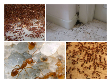 Как уничтожить муравьев на участке