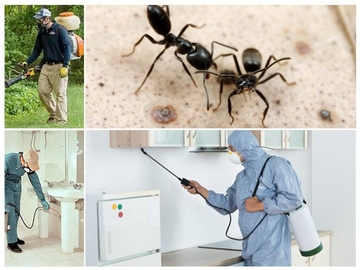 дезинфекция от муравьев