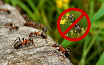 уничтожение муравьев екатеринбург