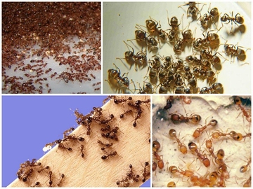 Обработка участка от муравьев