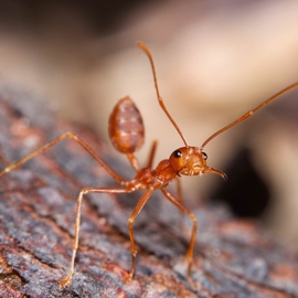 от домашних муравьёв