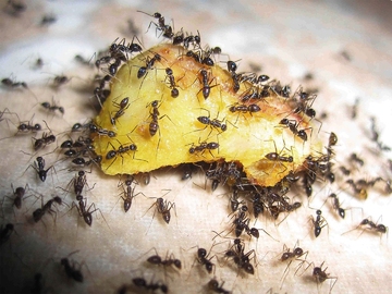 от муравьев в доме