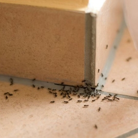 от муравьев обработка