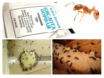 уничтожение муравьев домашних