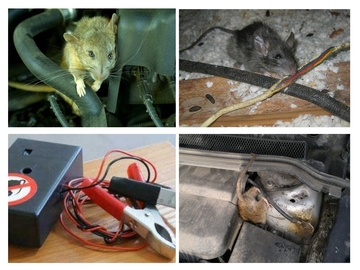 уничтожение мышей в квартире екатеринбург