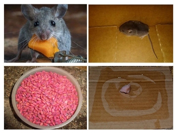 народные средства от мышей в частном доме
