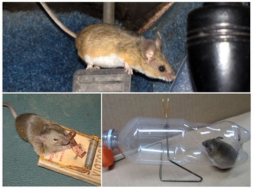 народные средства от мышей в частном доме