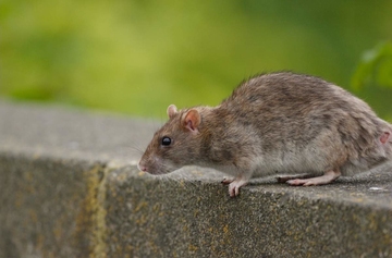 способы борьбы с мышами