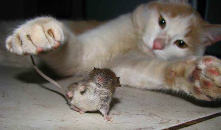 Борьба с мышами