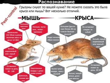 Средства борьбы с мышами