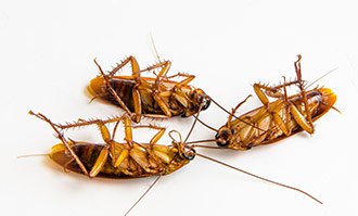 Уничтожение тараканов цены